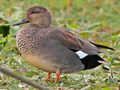 Gadwall